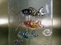 鯉のぼり飾り皿２.jpg